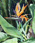 Bird of Paradise - 11 x 15