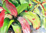 Bromeliad - 11.75 x 8